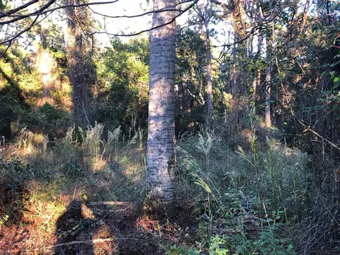 135 Craig St, Carrabelle, FL 32322 photo 4