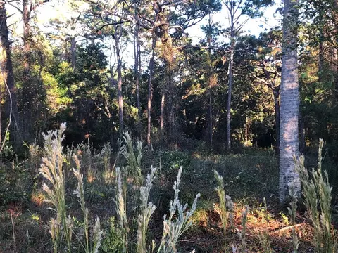 135 Craig St, Carrabelle, FL 32322 photo 3