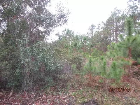 148 Doe Ln, Carrabelle, FL 32322 photo 2