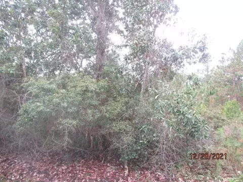 148 Doe Ln, Carrabelle, FL 32322 photo 5