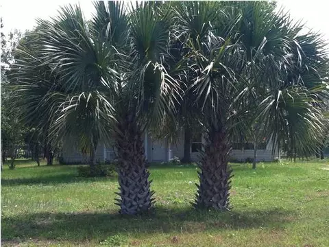 View/Area - 192 River Rd, Carrabelle, FL 32322 photo 7 of 16
