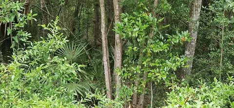 805 3rd St, Carrabelle, FL 32322 photo 4