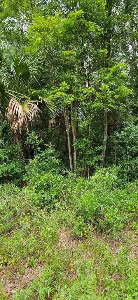 805 3rd St, Carrabelle, FL 32322 photo 3