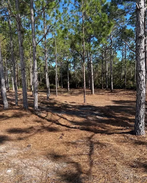 115 Plover Ct, Carrabelle, FL 32323 photo 5