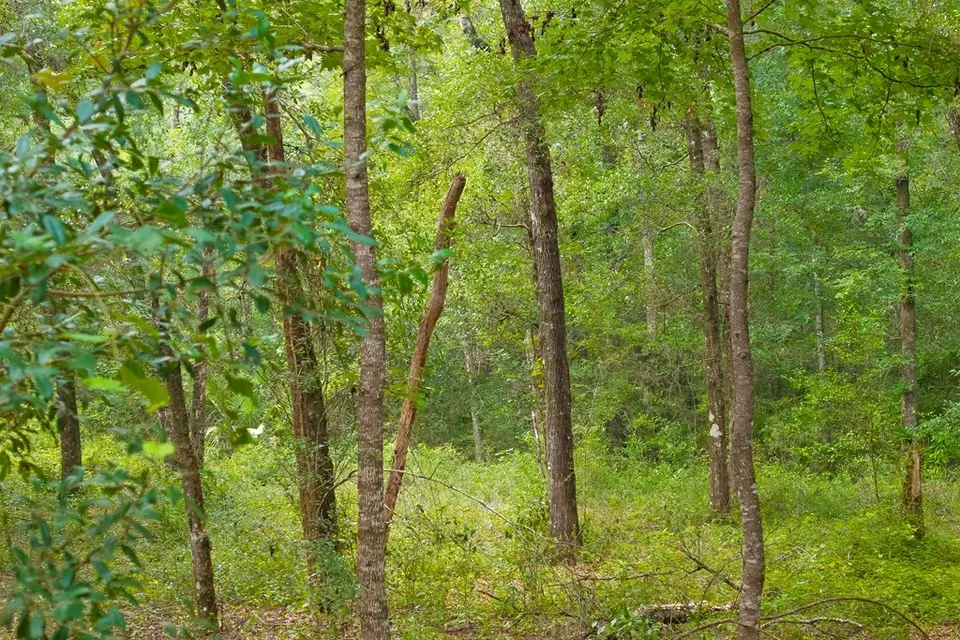  lot60 Revell Rd, Crawfordville, FL 32327 photo 26