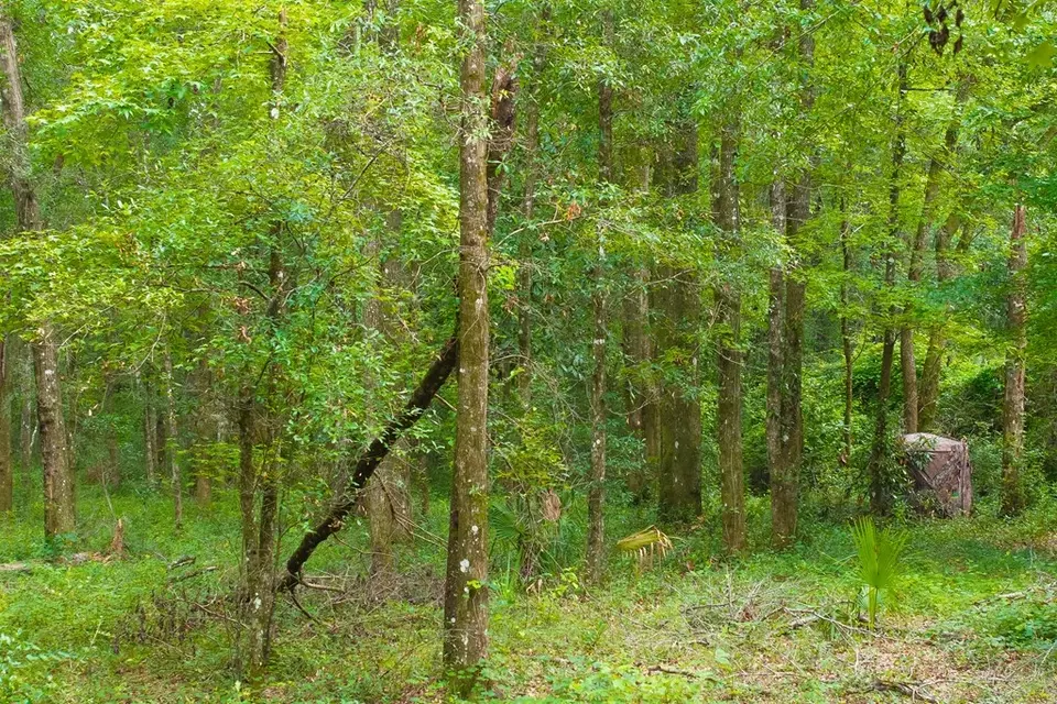  lot60 Revell Rd, Crawfordville, FL 32327 photo 17