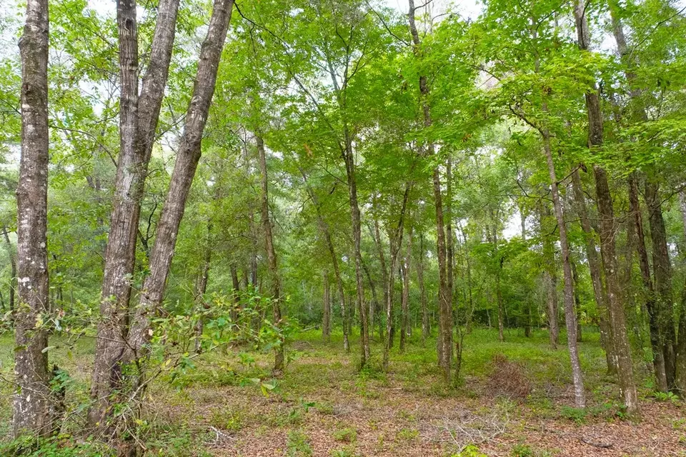  lot60 Revell Rd, Crawfordville, FL 32327 photo 14