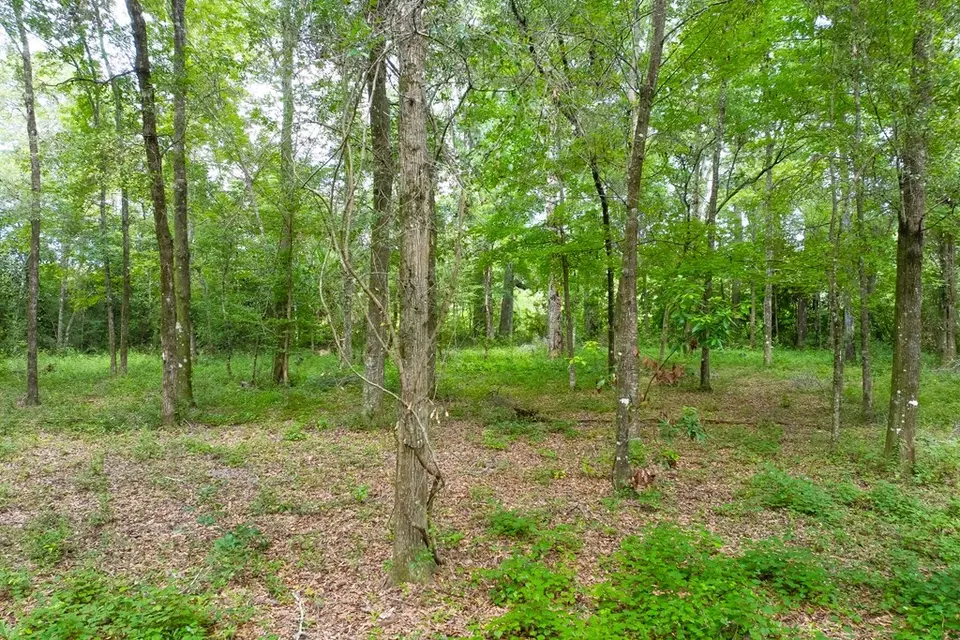  lot60 Revell Rd, Crawfordville, FL 32327 photo 18