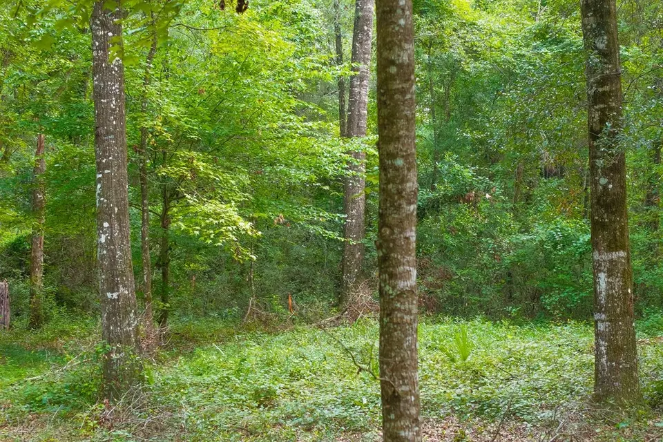  lot60 Revell Rd, Crawfordville, FL 32327 photo 7