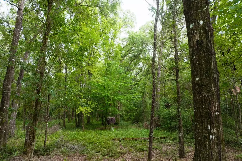  lot60 Revell Rd, Crawfordville, FL 32327 photo 8