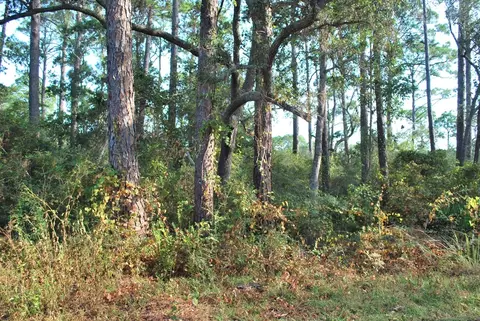 2976 Pristine Dr, Carrabelle, FL 32322 photo 3