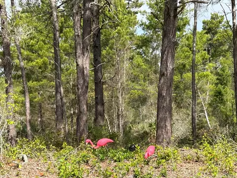 1863 Lighthouse Rd, Carrabelle, FL 32322 photo 5