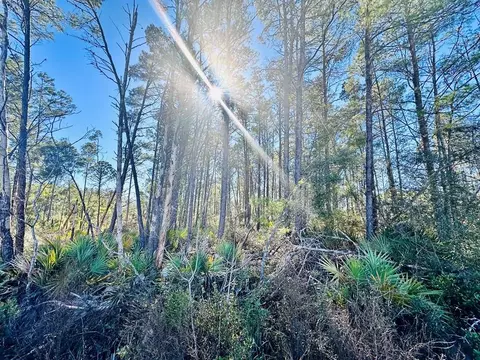 268 River Rd, Carrabelle, FL 32322 photo 3