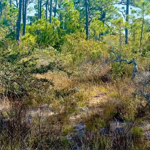 1405 Evodia Ct, Saint George Island, FL 32328