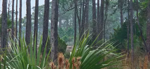 134 Timber Ln, Carrabelle, FL 32322 photo 5