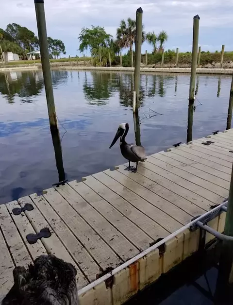 View/Area - 132 Putnal St, Carrabelle, FL 32322 photo 3 of 4