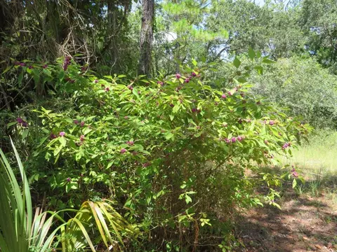 155 Doe Ln, Carrabelle, FL 32322 photo 16