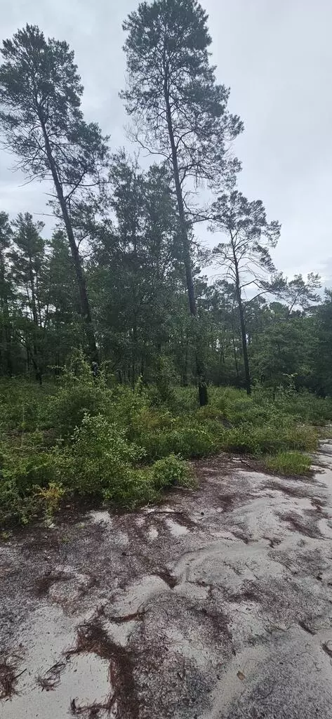 1008 Sunset Cir, Carrabelle, FL 32322 photo 5