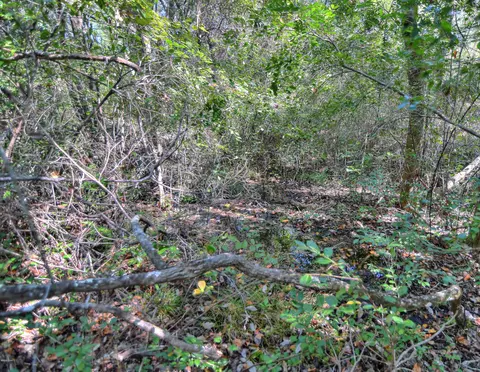 3653 Pine Log Rd, Chipley, FL 32428 photo 86