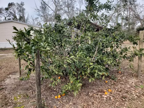4900 Ditty Rd, Bascom, FL 32423 photo 13