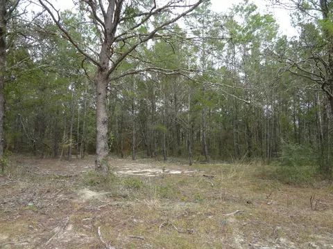 tbd Helms Rd, Ebro, FL 32437 photo 5