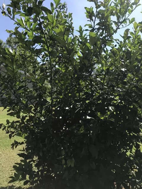 5060 Basswood Rd, Bascom, FL 32423 photo 46