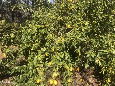3436 Spoolmill Rd, Vernon, FL 32462 photo 27