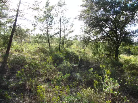 2320 Rolling Pines Rd, Chipley, FL 32428 photo 24