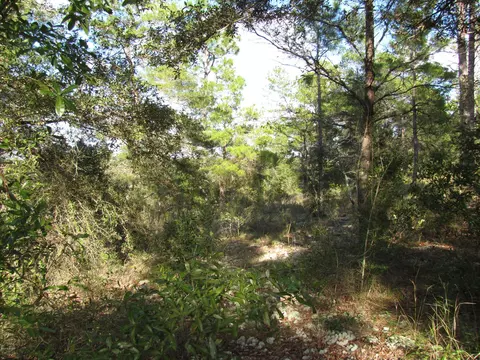 2320 Rolling Pines Rd, Chipley, FL 32428 photo 26