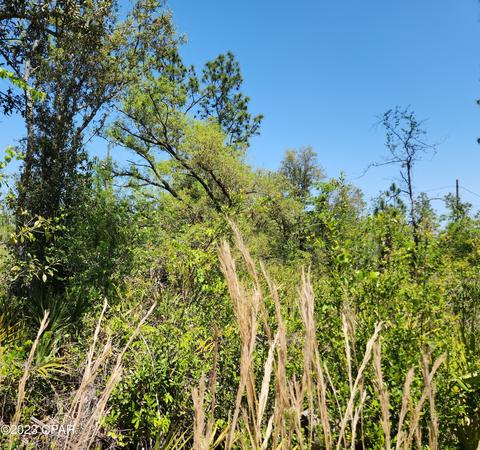 Nn NW Green Acres Trail, Altha, FL 32421