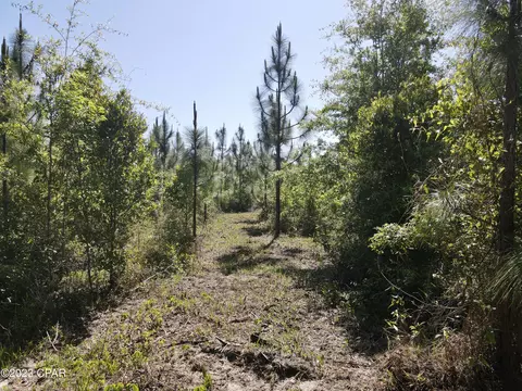 00 Autumn Rd, Malone, FL 32445 photo 22