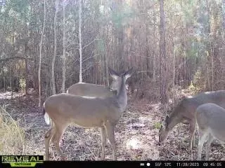 00 Autumn Rd, Malone, FL 32445 photo 7