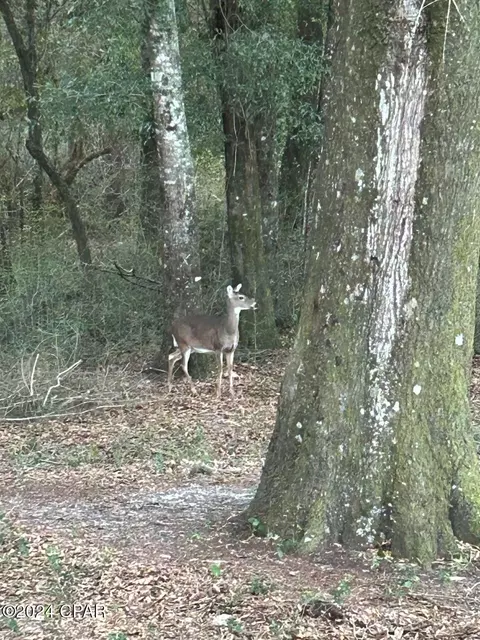 1484 Vaughn Dead River Rd, Westville, FL 32464