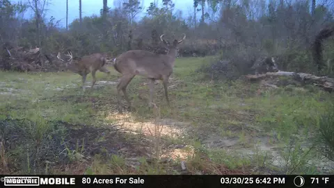 0 Betlehem Rd, Cottondale, FL 32431 photo 24
