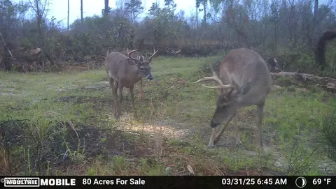 0 Betlehem Rd, Cottondale, FL 32431 photo 23