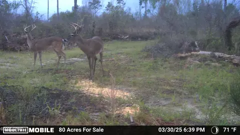 0 Betlehem Rd, Cottondale, FL 32431 photo 27
