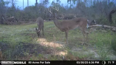 0 Betlehem Rd, Cottondale, FL 32431 photo 5