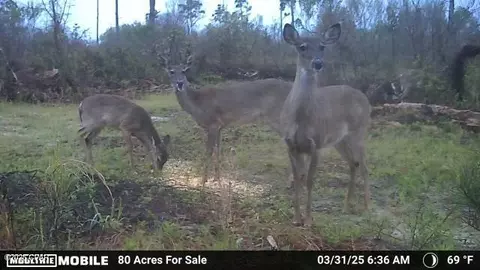 0 Betlehem Rd, Cottondale, FL 32431 photo 7