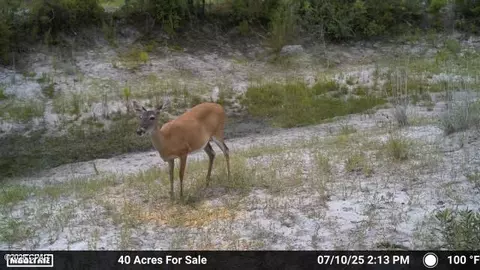 00 NW Martin Sewell, Altha, FL 32421 photo 25