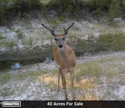 00 NW Martin Sewell, Altha, FL 32421 photo 8