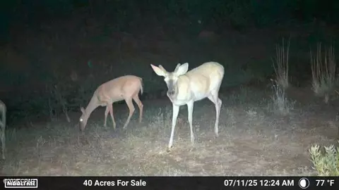 00 NW Martin Sewell, Altha, FL 32421 photo 24