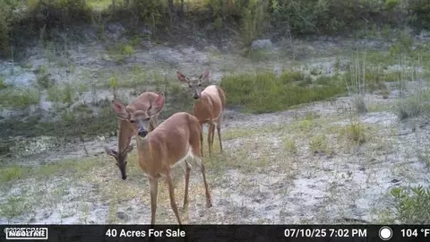 00 NW Martin Sewell, Altha, FL 32421 photo 6