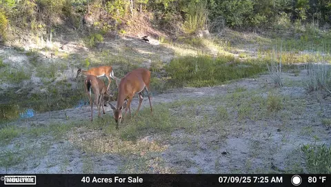 00 NW Martin Sewell, Altha, FL 32421 photo 26