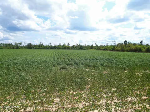 tbd NW Ashley Shiver Rd, Altha, FL 32421 photo 5
