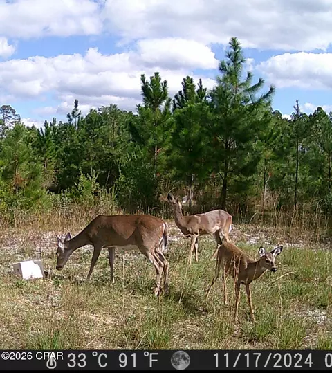 Other - 24197 NW Pine Tree Trl, Fountain, FL 32438 photo 27 of 29
