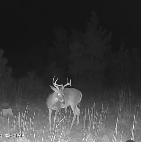 Other - 24197 NW Pine Tree Trl, Fountain, FL 32438 photo 28 of 29