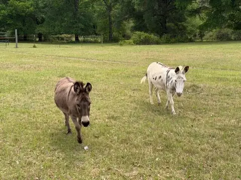 Other - 4371 Kls Ranch Rd, Crestview, FL 32539 photo 23 of 24