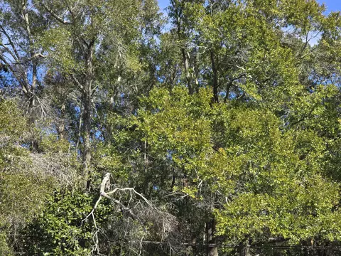 tbd Us 90 Lindberg St, Crestview, FL 32536 photo 4