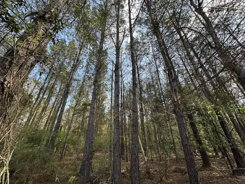 83 Ac Lett Rd, Other, AL photo 2