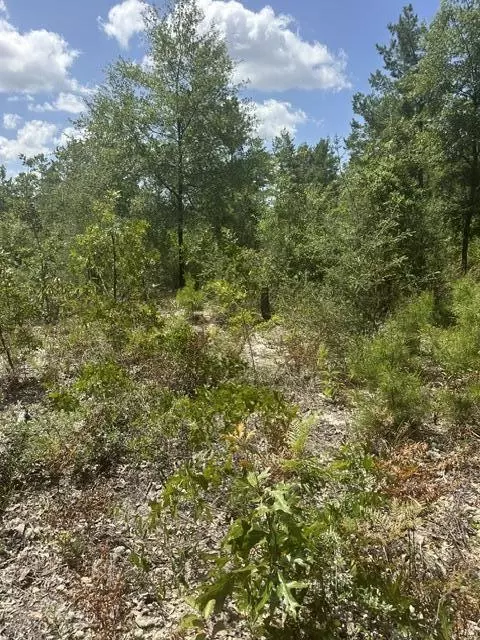 4 Daffodil Ct, Mossy Head, FL 32434